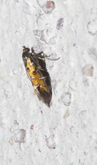 Neoheliodines arizonense