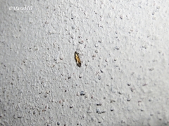 Neoheliodines arizonense