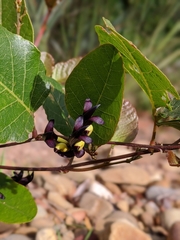 Kennedia nigricans