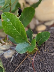Kennedia nigricans