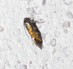 Neoheliodines arizonense