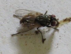 Muscidae