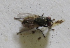 Muscidae