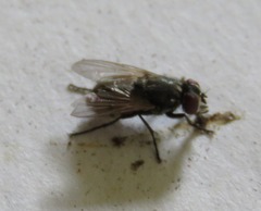 Muscidae