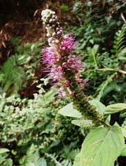 Comanthosphace formosana