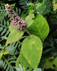 Comanthosphace formosana