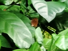 Arhopala centaurus nakula