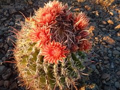 Ferocactus peninsulae