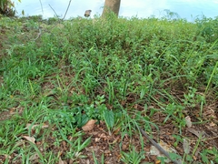 Aristolochia acuminata
