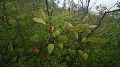 Bauhinia lunarioides
