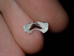 Onithochiton quercinus