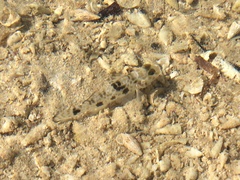 Yongeichthys nebulosus