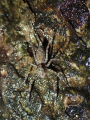 Spartaeus