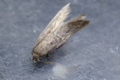 Scrobipalpa obsoletella