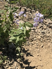 Campanula lactiflora