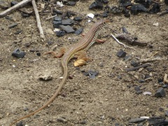 Latastia longicaudata