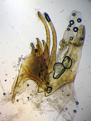 Scrobipalpa obsoletella