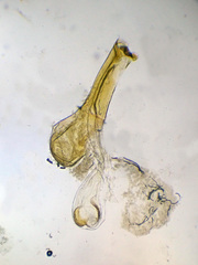 Scrobipalpa obsoletella