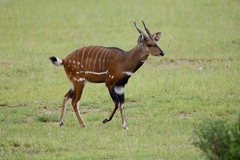 Tragelaphus scriptus bor