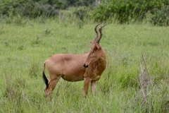 Alcelaphus buselaphus lelwel