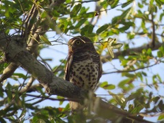 Glaucidium capense
