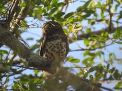 Glaucidium capense
