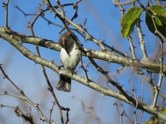 Anthreptes orientalis