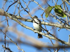 Anthreptes orientalis