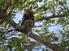 Glaucidium capense