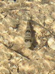 Yongeichthys nebulosus