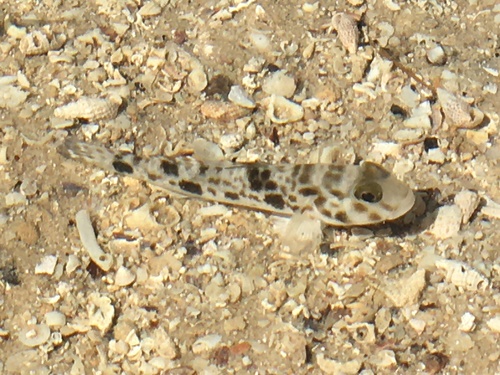 Goby (Acentrogobius nebulosus) — Gobiidae — 5