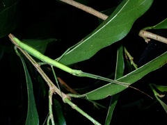 Lopaphus balteatus