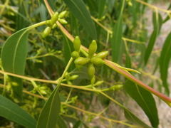 Eucalyptus viminalis cygnetensis