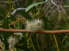 Eucalyptus viminalis cygnetensis