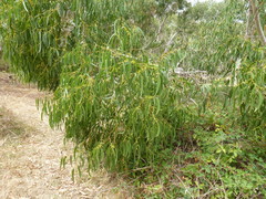 Eucalyptus viminalis cygnetensis