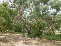 Eucalyptus viminalis cygnetensis