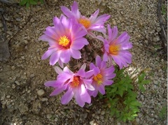 Mammillaria schumannii