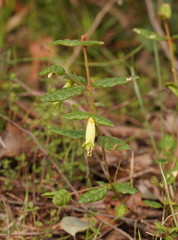 Correa reflexa lobata