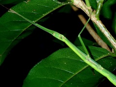 Lopaphus balteatus