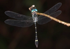 Micrathyria spinifera