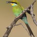Swallow-tailed Bee-Eater - Photo (c) Derek Keats, some rights reserved (CC BY)
