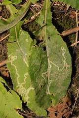 Phytomyza primulae