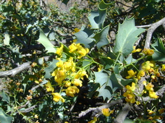 Berberis higginsiae