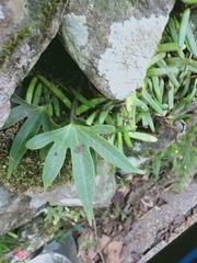 Pyrrosia polydactylos