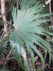 Trachycarpus fortunei