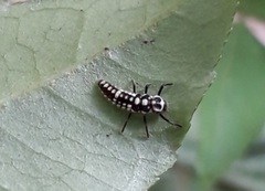 Coccinellidae