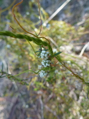 Cassytha glabella