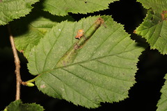 Phyllonorycter nicellii