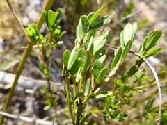 Phyllanthus striaticaulis