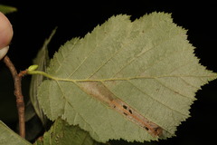 Phyllonorycter nicellii